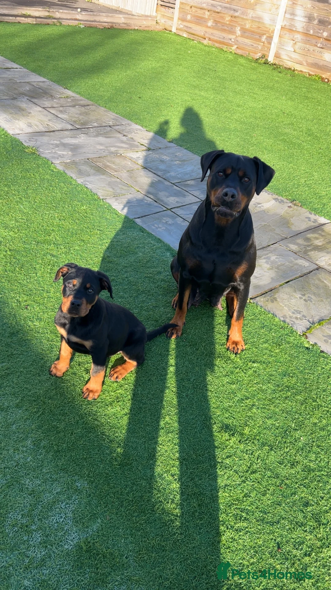 Rottweiler dogs for sale: 4 month old female puppy  - Advert 5