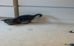 Mixed Breed cats for sale: 5 Kitties  - Image 4