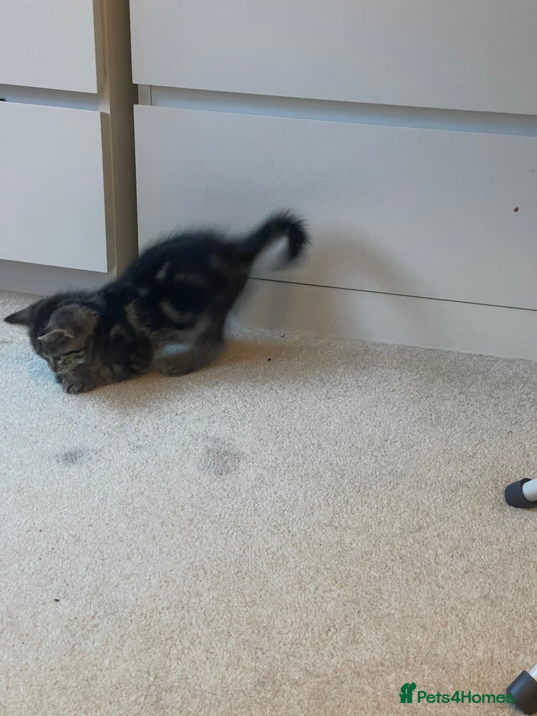 Mixed Breed cats for sale: 5 Kitties  - Image 4