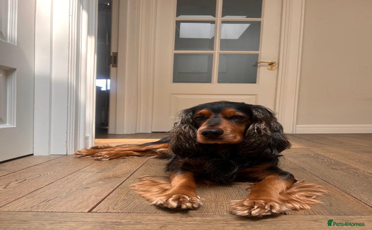 Cocker Spaniel dogs - Advert 9