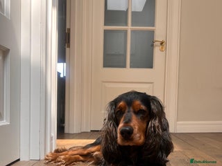 Cocker Spaniel dogs - Advert 15