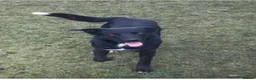 Border Collie dogs for sale: Adorable border collie puppies  - Advert 3
