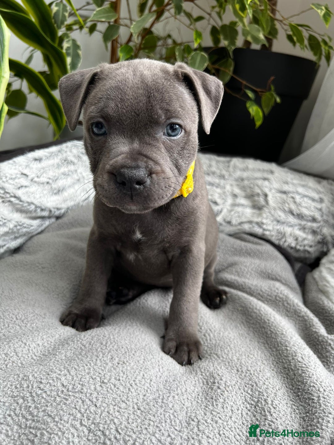 Staffordshire Bull Terrier dogs for sale: 🔷 Pharaon Champion Line Pups 🔷 in Wolverhampton - Image 19