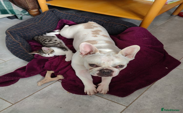 Mixed Breed cats - Advert 1