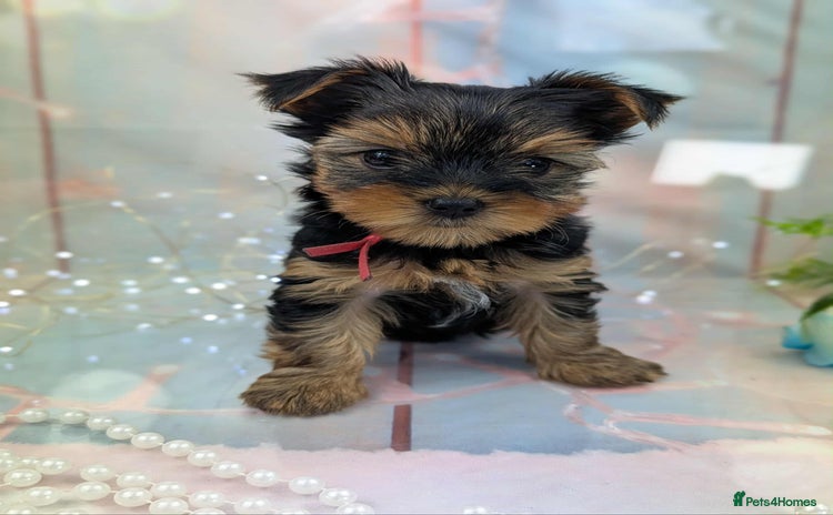 Yorkshire Terrier dogs - Advert 2