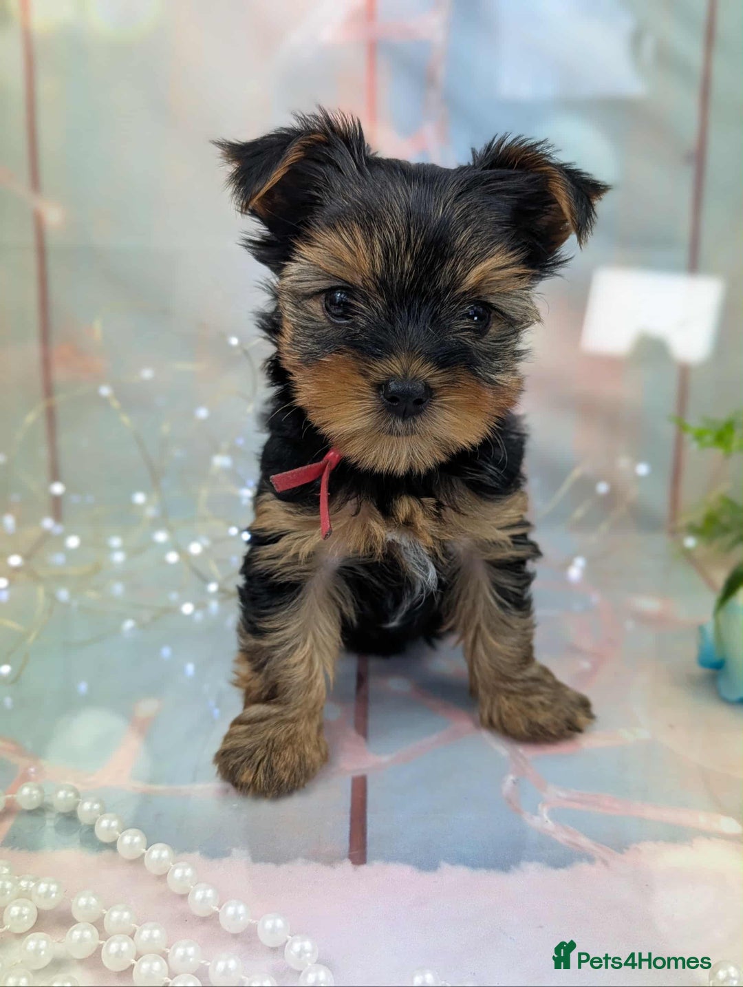 Yorkshire Terrier dogs for sale: Pedigree Yorkshire Terrier Puppies - Image 1