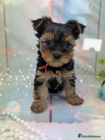 Yorkshire Terrier dogs - Advert 2