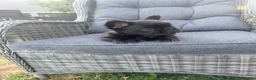 French Bulldog dogs for sale: The cutest fluffy frenchie  - Advert 4