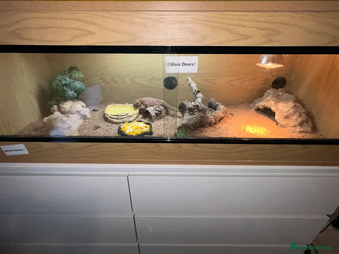 Bearded Dragon reptiles for sale: 1 year old female bearded dragon with enclosure  - Advert 13