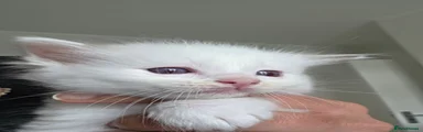 Ragdoll 2 male