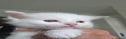Ragdoll cats for sale: Pure ragdoll kittens  - Advert 6
