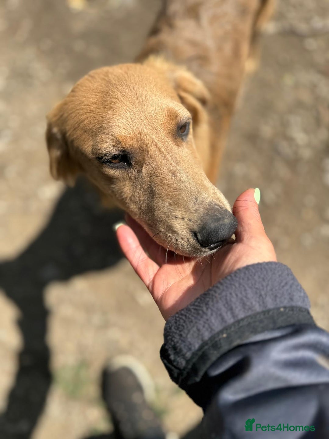 Mixed Breed dogs for adoption: THEO - a Superb Puppy Boy, for a Loving Home - Image 36