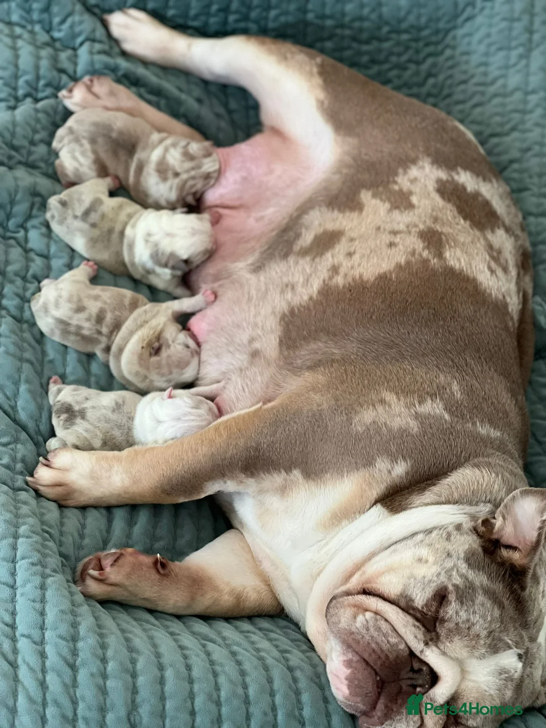 English Bulldog dogs for stud: Red Bulldog Stud - Advert 7