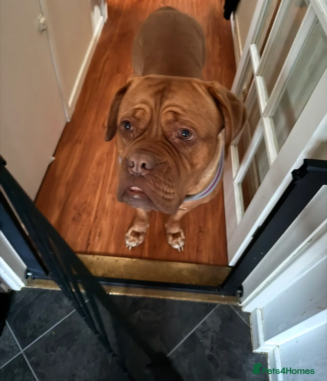 Dogue De Bordeaux dogs for sale: KC Registered Family Dog – Needs Experienced Home - Advert 3