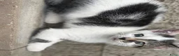 European cats for sale: Beautiful colourful kittens - Advert 27