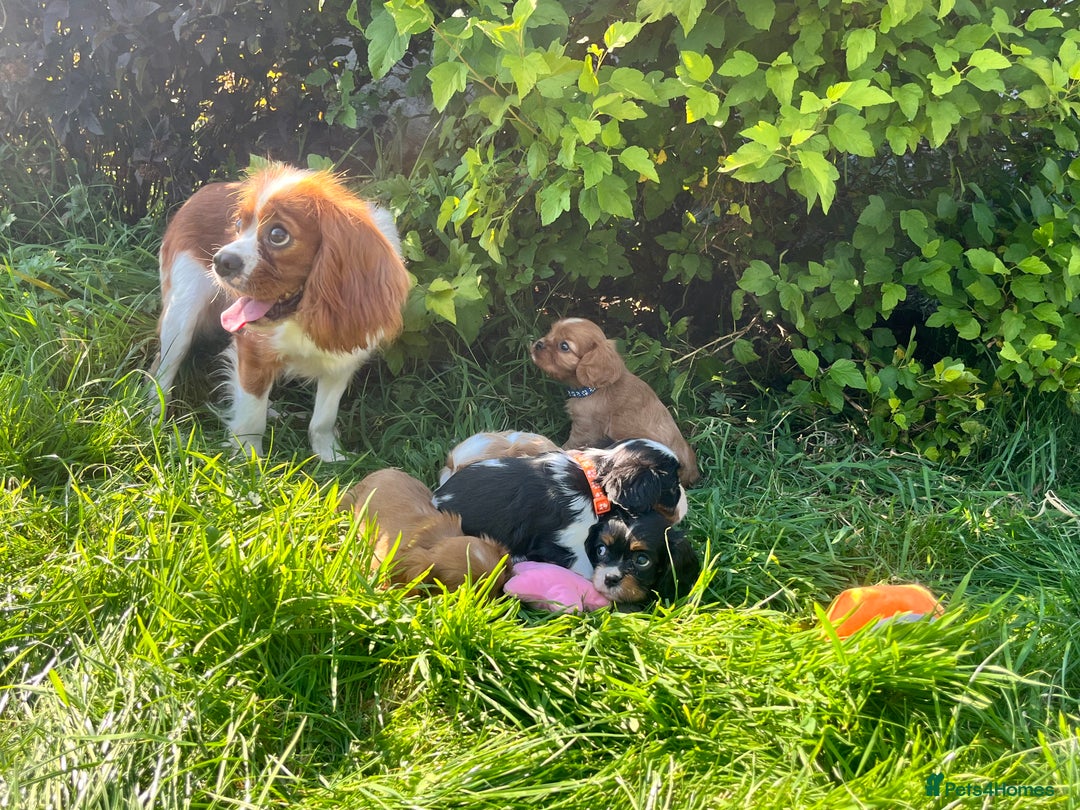 Cavalier King Charles Spaniel dogs for sale: Beautiful KC Registered Cavalier Puppies  - Image 8