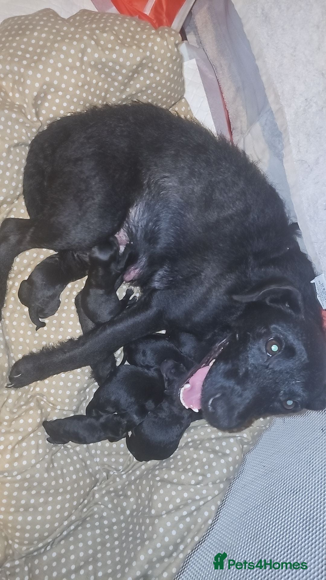Mixed Breed dogs Puppies - Advert 4
