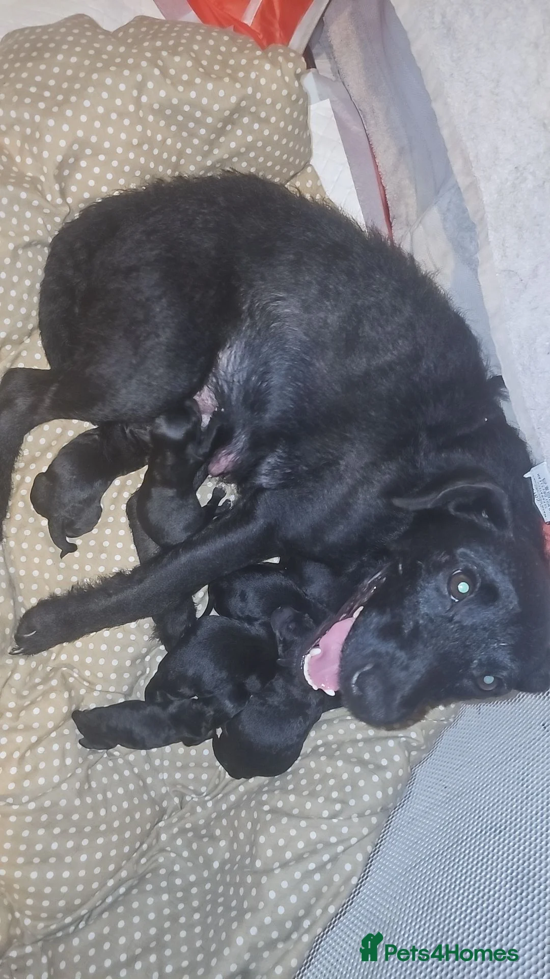 Mixed Breed dogs for sale: Puppies in Slough - Advert 1