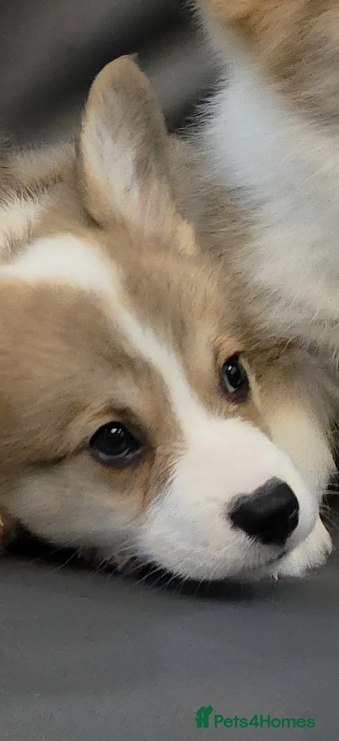 Welsh Corgi Pembroke dogs for sale: 33rd Generation KC Mixed Tail Pembroke Corgi Pups - Advert 17