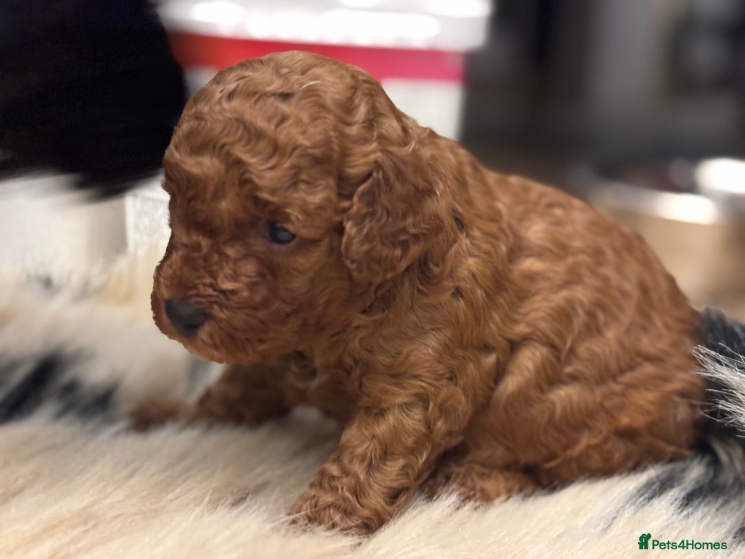 Cockapoo dogs for sale: F1b cockapoo  - Advert 3