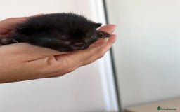 Domestic Shorthair cats for sale: 5 adorable kittens - Image 9