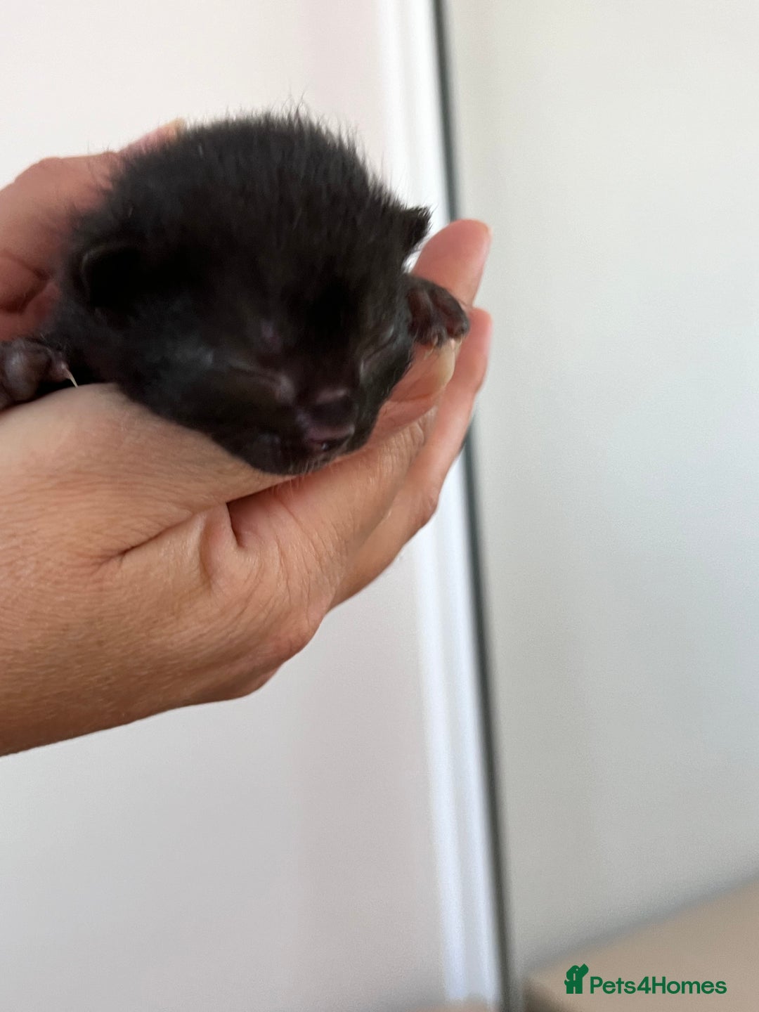 Domestic Shorthair cats for sale: 5 adorable kittens - Image 9