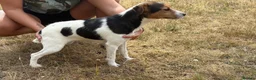 Jack Russell dogs for sale: Jack Russell  - Advert 1