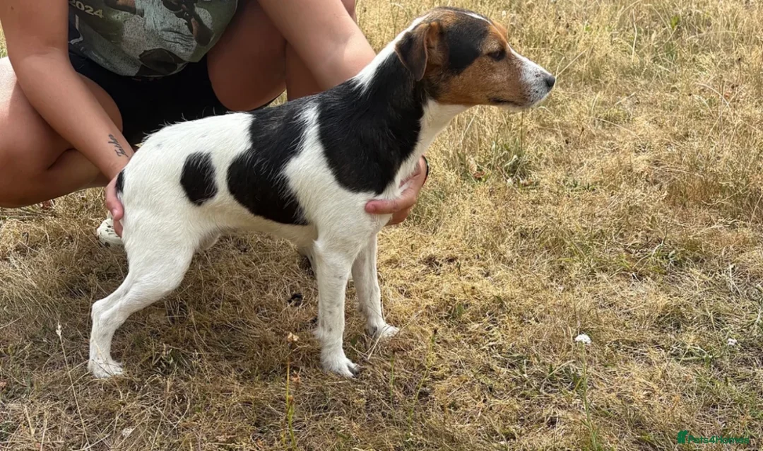 Jack Russell dogs for sale: Jack Russell  - Advert 1