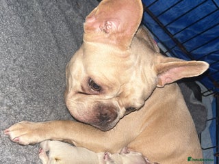 French Bulldog dogs French bulldog puppies ready for new homes - Advert 2