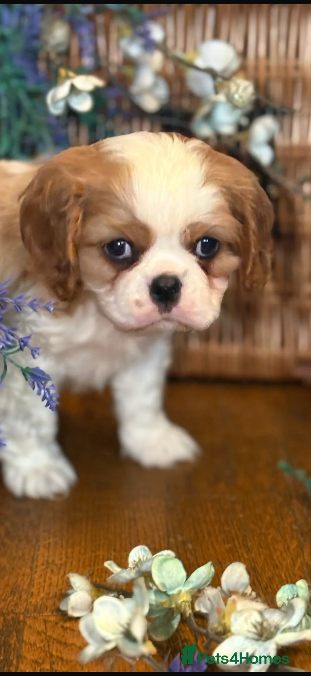 Cavalier King Charles Spaniel dogs for sale: KC PEDIGREE CAVALIER KING CHARLES - Advert 9