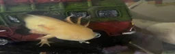 Axolotl reptiles for sale: Complete setup including 2 axolotyl  in Huddersfield - Advert 5