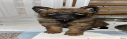 Belgian Shepherd Dog dogs for sale: Belgian malinois puppies - Advert 17