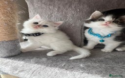 Turkish Angora cats for sale: Turkish Angora/ Ragdoll kittens for SALE !!! - Image 5