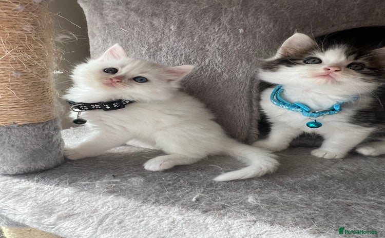 Turkish Angora cats - Advert 2