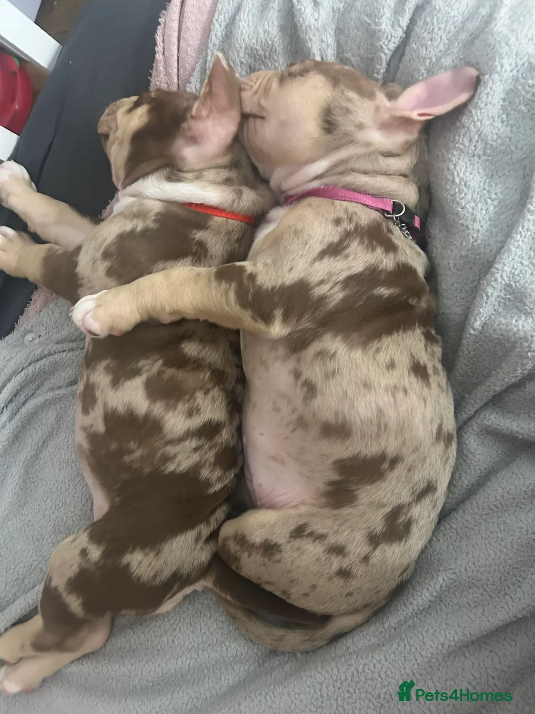 Mixed Breed dogs for sale: 4 girl pocket bully’s ready to go  - Advert 26