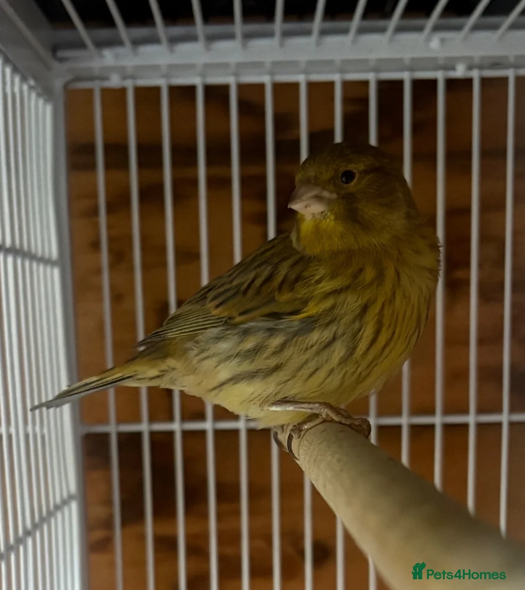 Canaries birds for sale: Green Fife canary  - Advert 2
