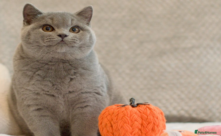 British Shorthair cats - Advert 14