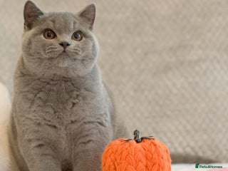 British Shorthair cats - Advert 14