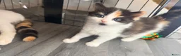Mixed Breed cats for sale: Two female calico x ragdoll x persian kittens - Advert 4
