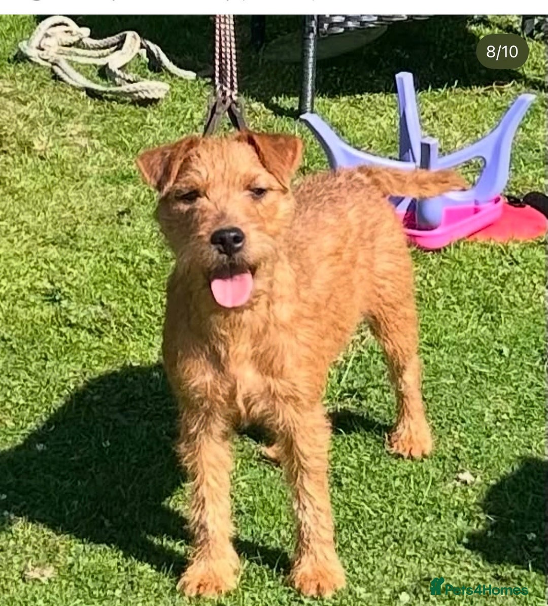 Mixed Breed dogs for sale: 6 Lakeland x Russell puppies  - Advert 17