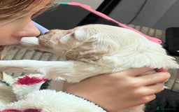 Cockapoo dogs for sale: F1B Cockapoo Puppies - Image 21