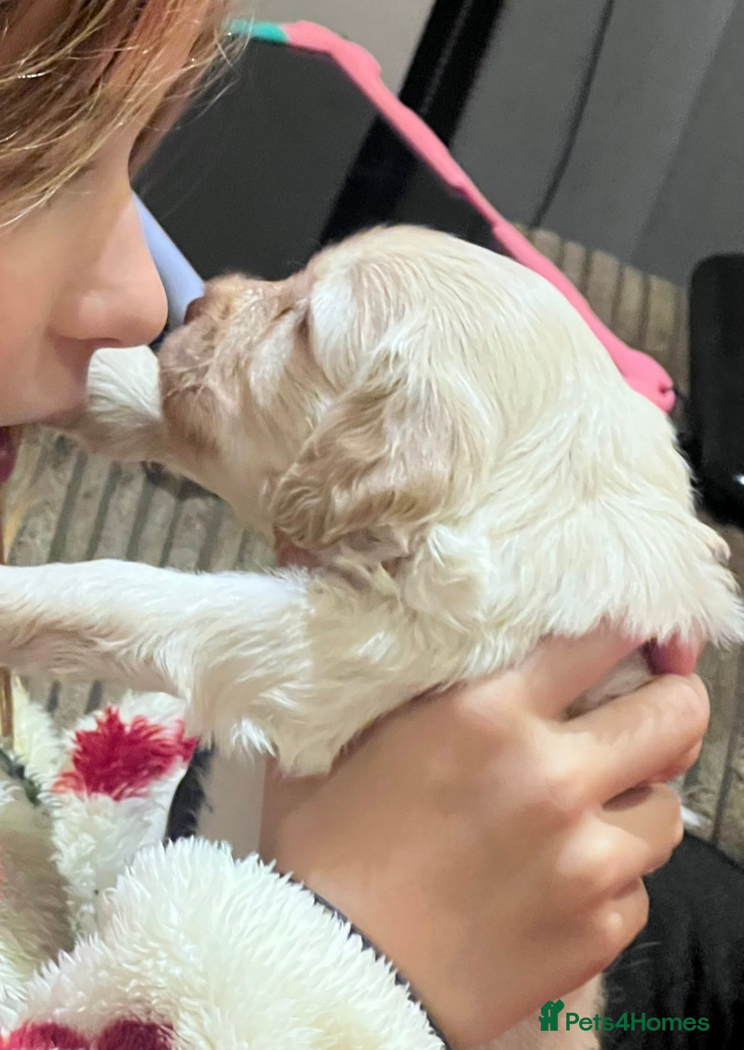 Cockapoo dogs for sale: F1B Cockapoo Puppies - Image 21