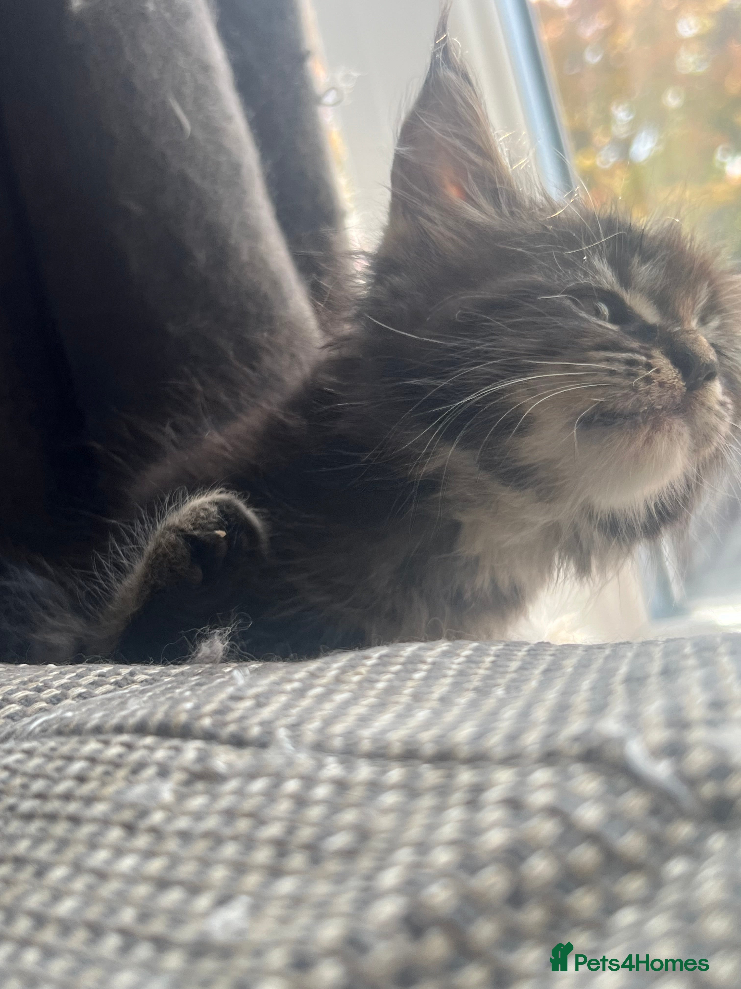 Maine Coon cats Mainecoon Kittens, ready 08/28! - Advert 2