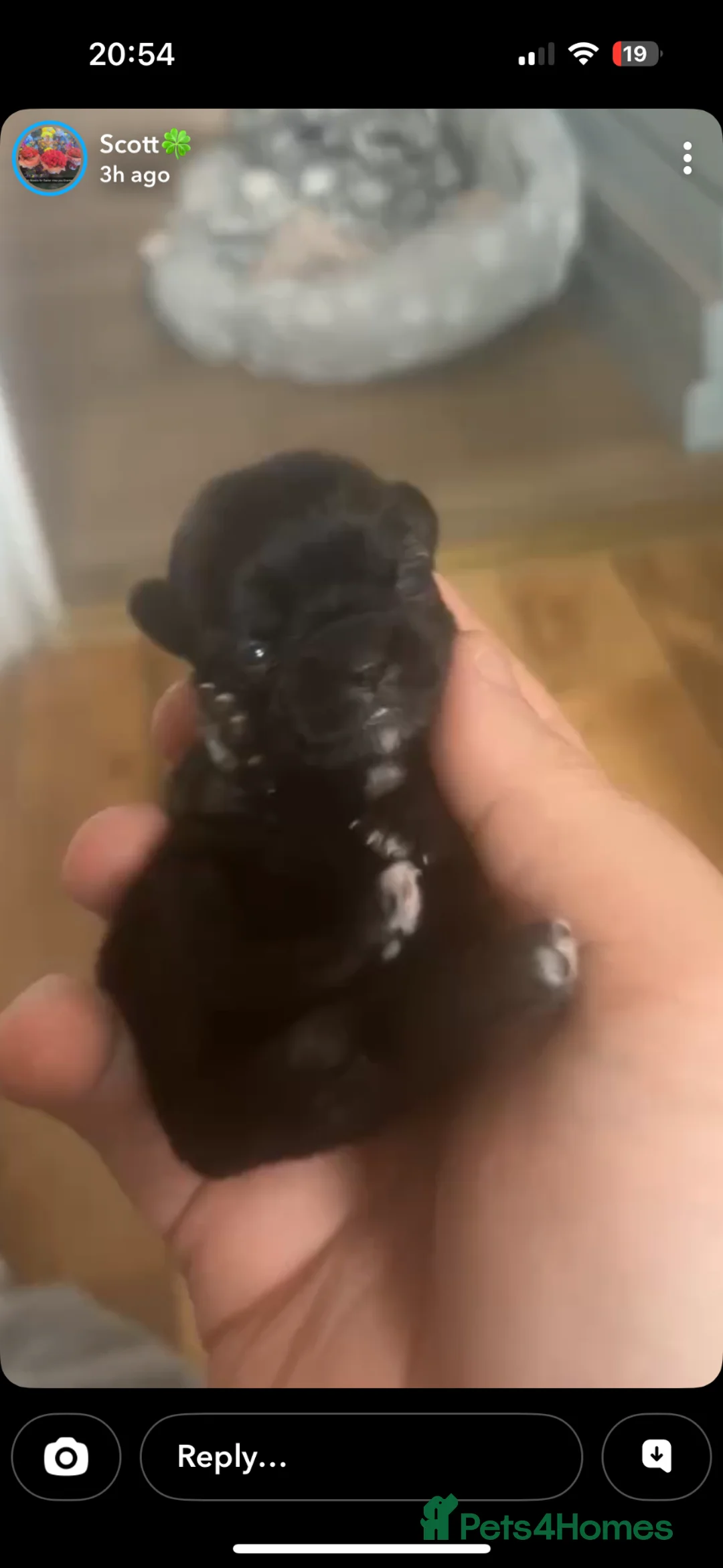 Malshi dogs for sale: Beautiful unique colors for this breed of dog  - Advert 2