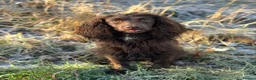 Cocker Spaniel dogs for sale: Working cocker spaniel dog  in Chester-le-Street - Advert 2
