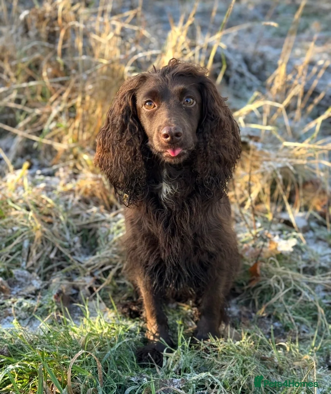 Cocker Spaniel dogs for sale: Working cocker spaniel dog  in Chester-le-Street - Advert 2
