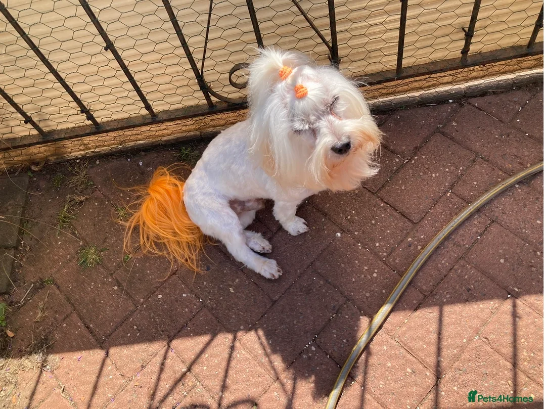 Toy Poodle dogs for stud: Stunning Maltese Boy at STUD in Coventry - Advert 5