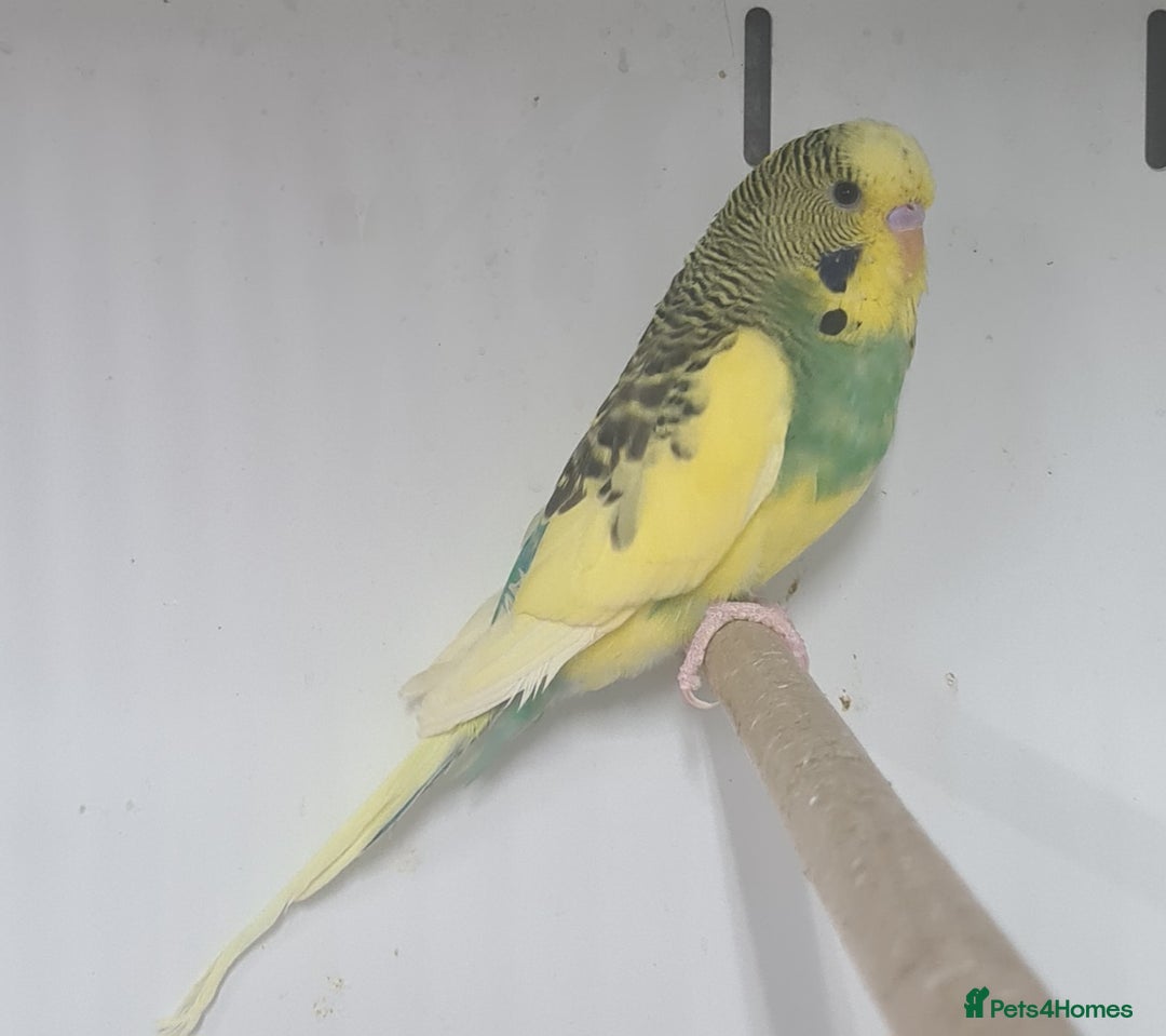 Budgerigars birds for sale: Beautiful Budgies - Image 8