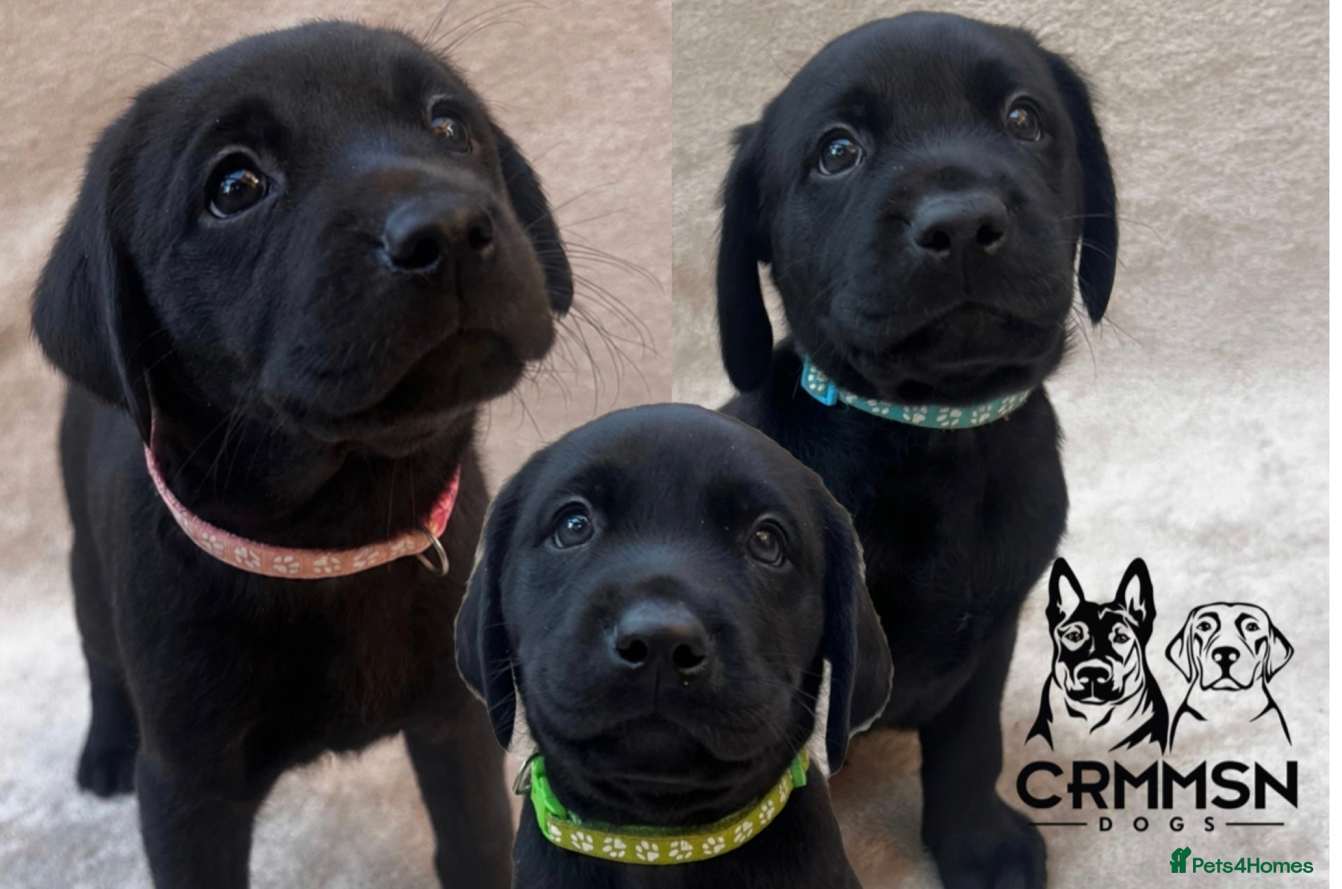 Labrador Retriever dogs Outstanding, Health Tested, KC Reg, Labrador Pups - Advert 1