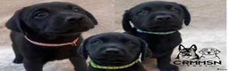 Labrador Retriever dogs for sale: Outstanding, Health Tested, KC Reg, Labrador Pups - Advert 8